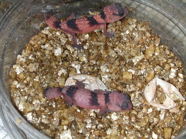 geckos2005005.jpg