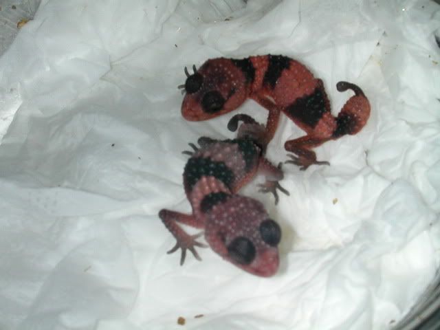 geckos2005045.jpg