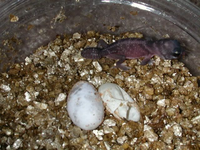geckos2005069.jpg