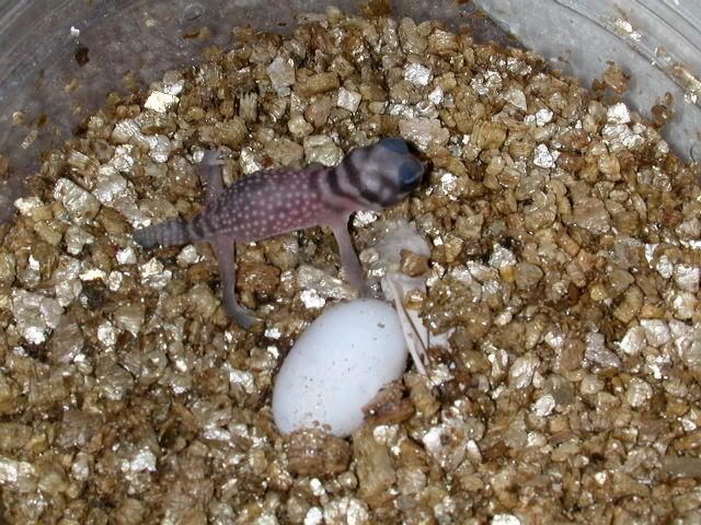 geckos2005095.jpg