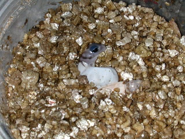 geckos2005097.jpg