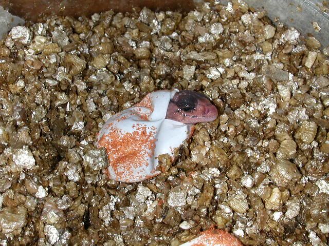 geckos2005101.jpg