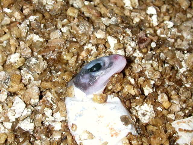 geckos2005107.jpg