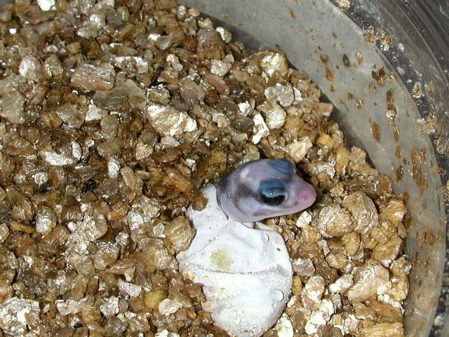 geckos2005111.jpg
