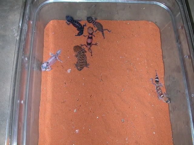 geckos2005125.jpg