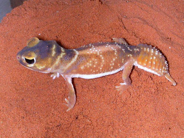geckos2005169.jpg