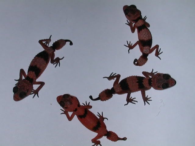 geckos2005179.jpg