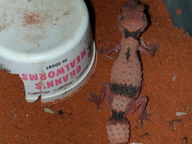 geckos2006007.jpg
