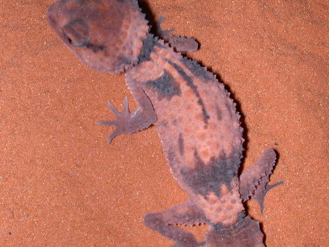 geckos2006012.jpg