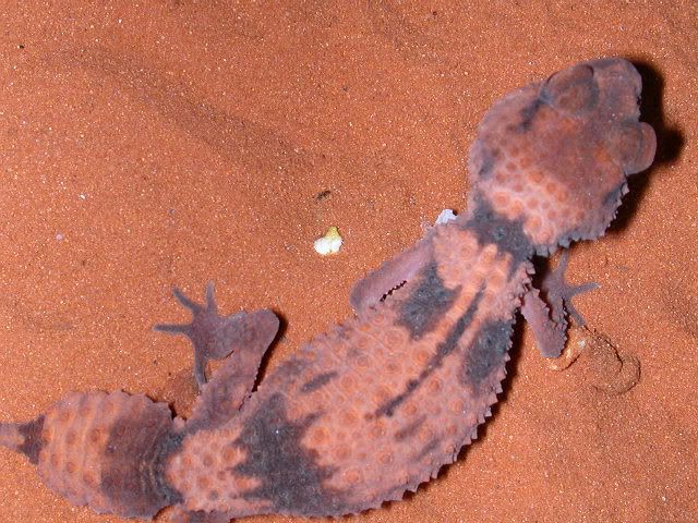 geckos2006013.jpg