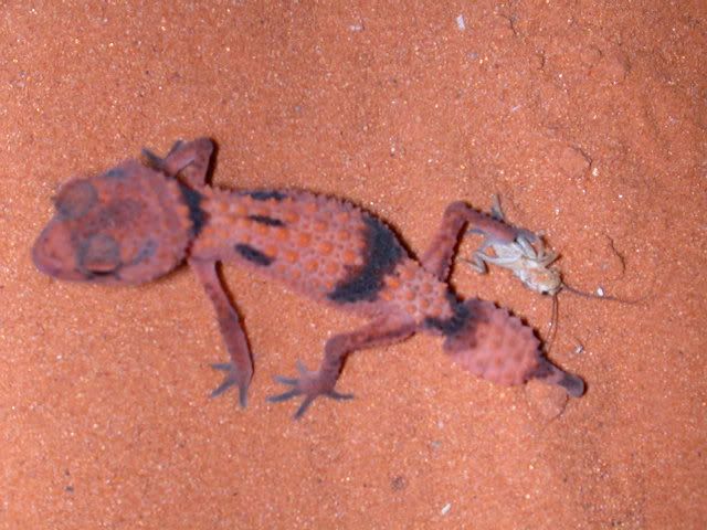 geckos2006015.jpg