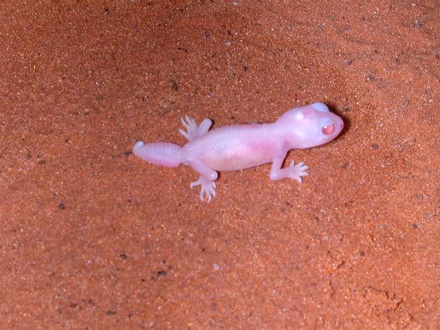 geckos2006026.jpg