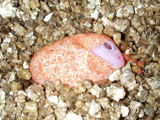 geckos2006031.jpg
