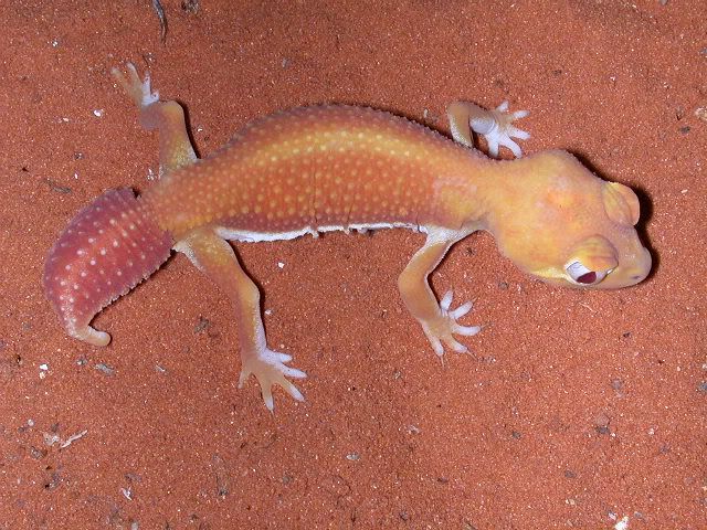 geckos2006045.jpg
