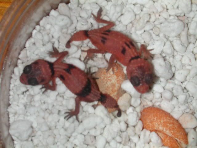 geckos2006208.jpg