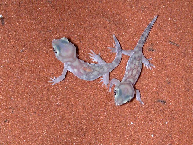 geckos2006211.jpg