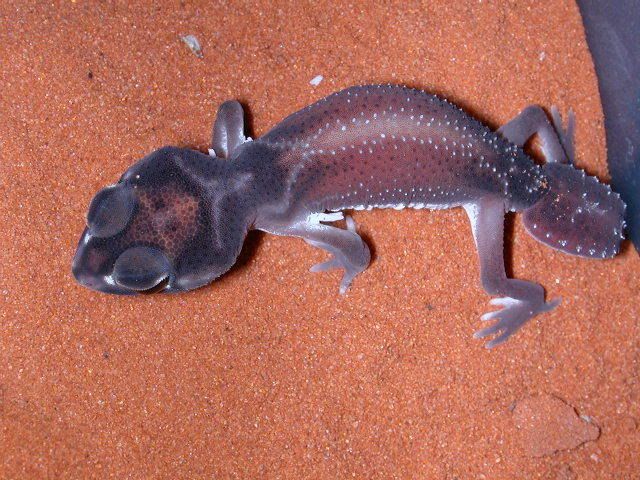 geckos2006224.jpg