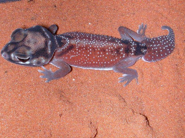 geckos2006225.jpg