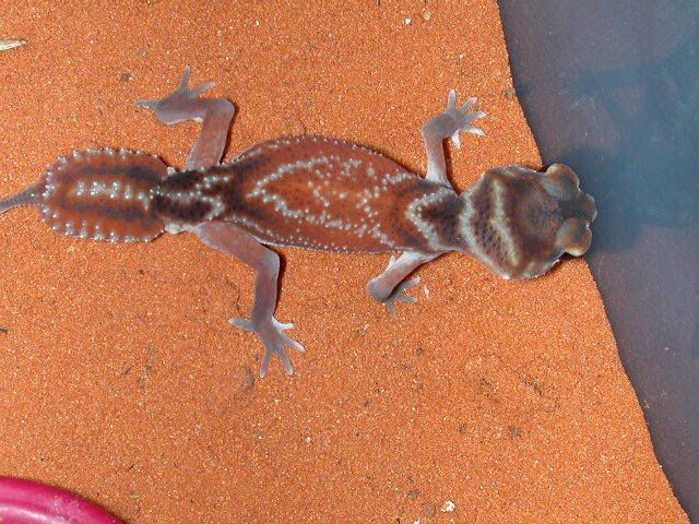 geckos2006227.jpg