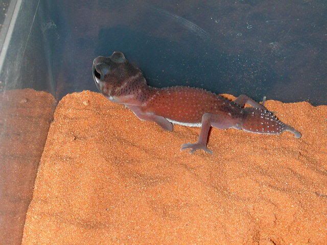 geckos2006229.jpg