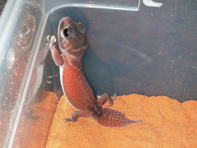 geckos2006230.jpg