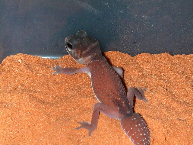 geckos2006232.jpg