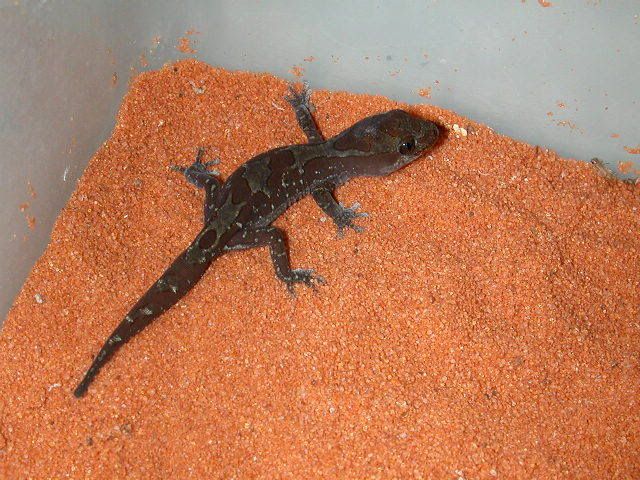 hatchlingsteindacturi003.jpg