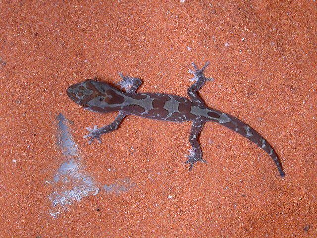 hatchlingsteindacturi008.jpg