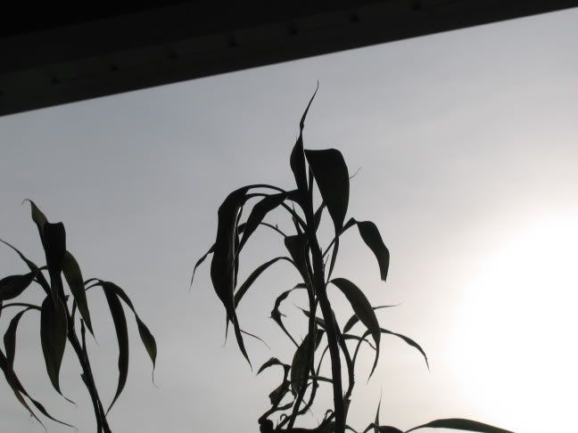 IMAGE: http://img.photobucket.com/albums/v708/jd3jdm/A95Aug05_2003.jpg