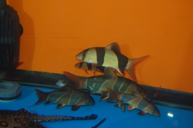 DSC_1539.jpg