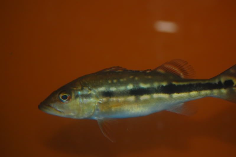 DSC_2003.jpg