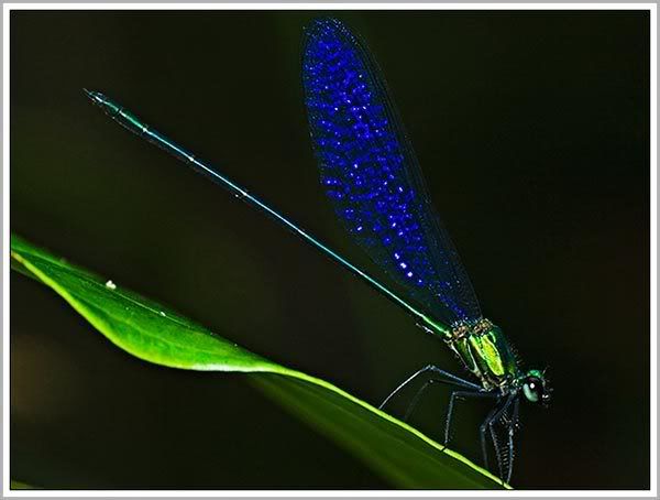 070418-Damselfly01-SF.jpg