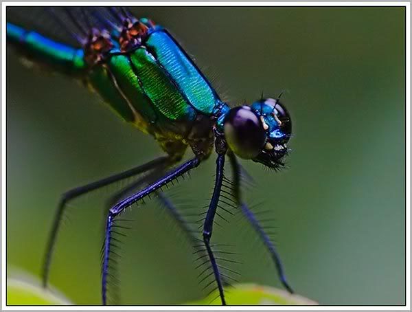 070418-Damselfly03-SF.jpg