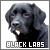 Black Lab Fan