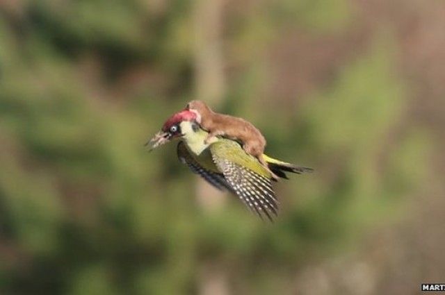 woodpeckerweasel.jpg