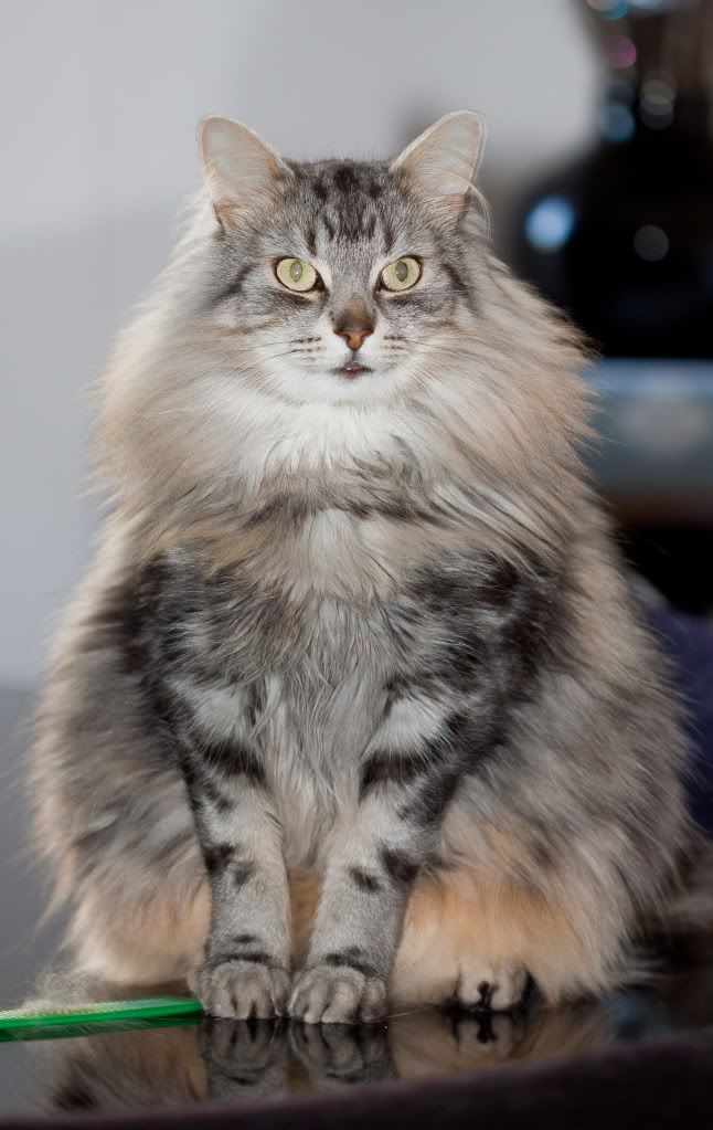 IMAGE: http://img.photobucket.com/albums/v71/Crappymonkey/T1i/FuzzyAres.jpg