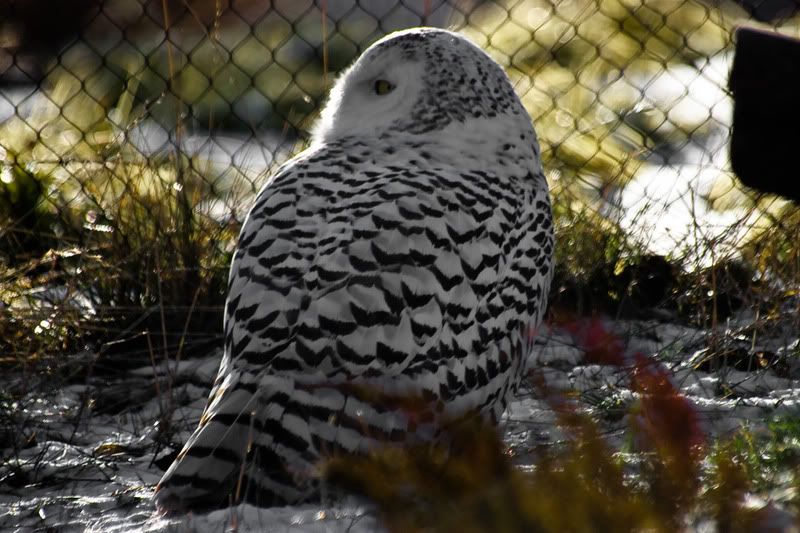 IMAGE: http://img.photobucket.com/albums/v71/Crappymonkey/T1i/OwlLR.jpg