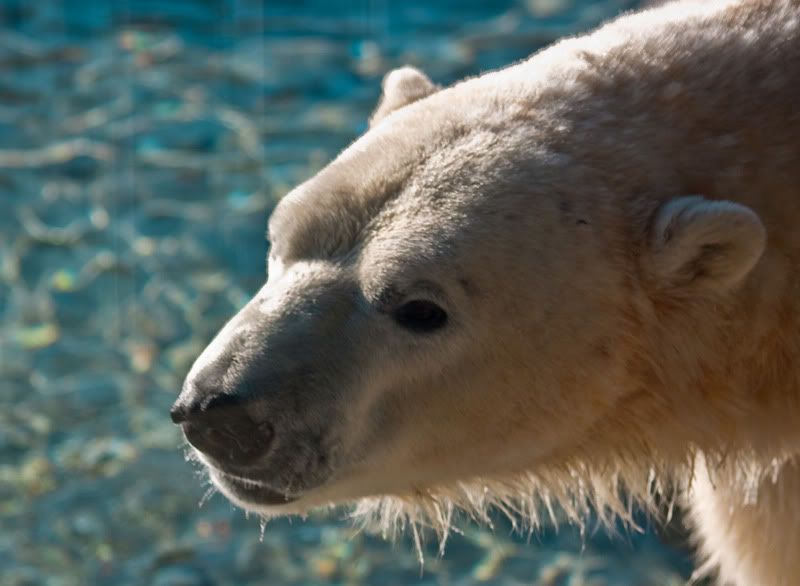 IMAGE: http://img.photobucket.com/albums/v71/Crappymonkey/T1i/PBearLR.jpg