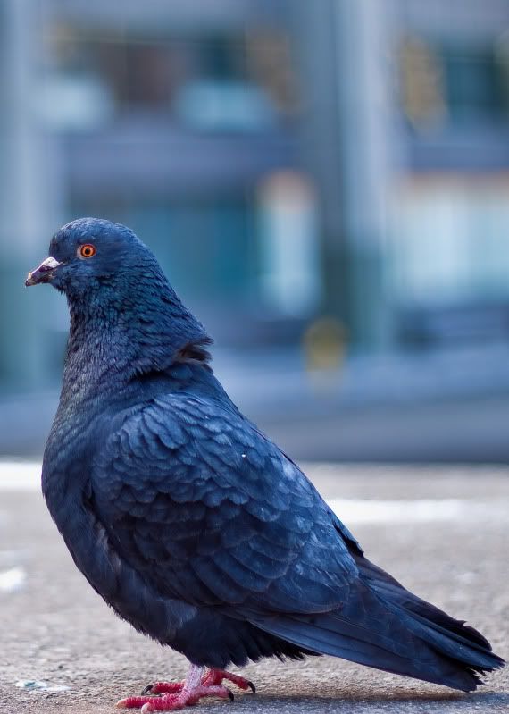 IMAGE: http://img.photobucket.com/albums/v71/Crappymonkey/T1i/Pigeon.jpg