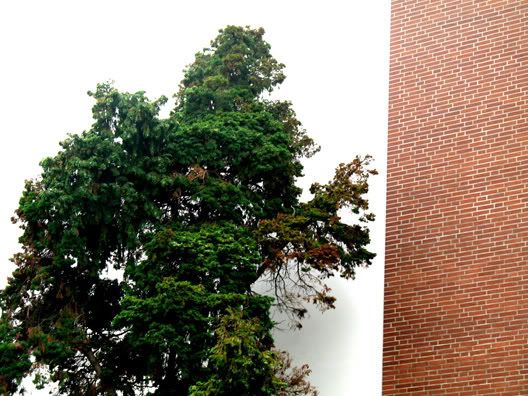 несовместимые цвета совместились