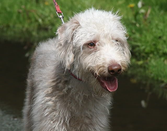 Lurcher x best sale bedlington terrier