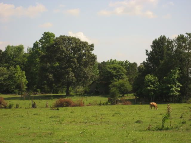 IMG_0707.jpg
