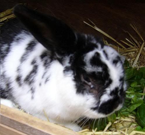 Image hosted by Photobucket.com