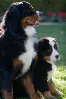 bernese-mountain-dog.jpg