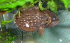 African Leaf Fish