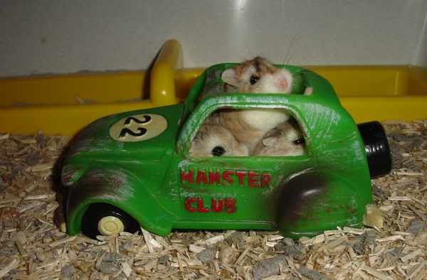 hamster-road-trip.jpg