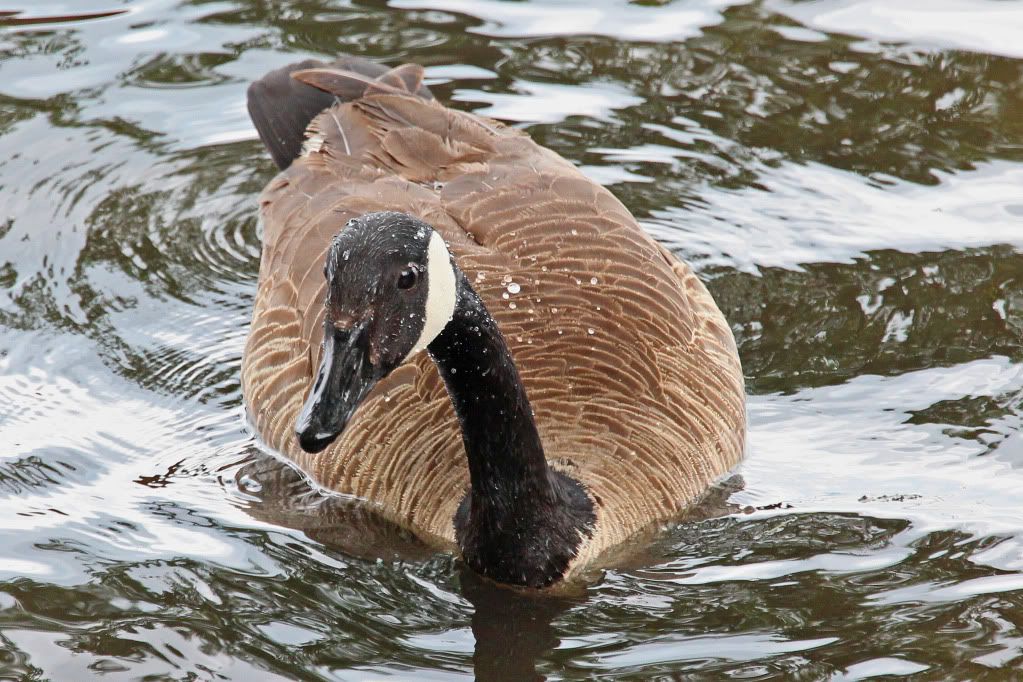 IMAGE: http://img.photobucket.com/albums/v711/wilerty/Photos/15-85ducks033a.jpg