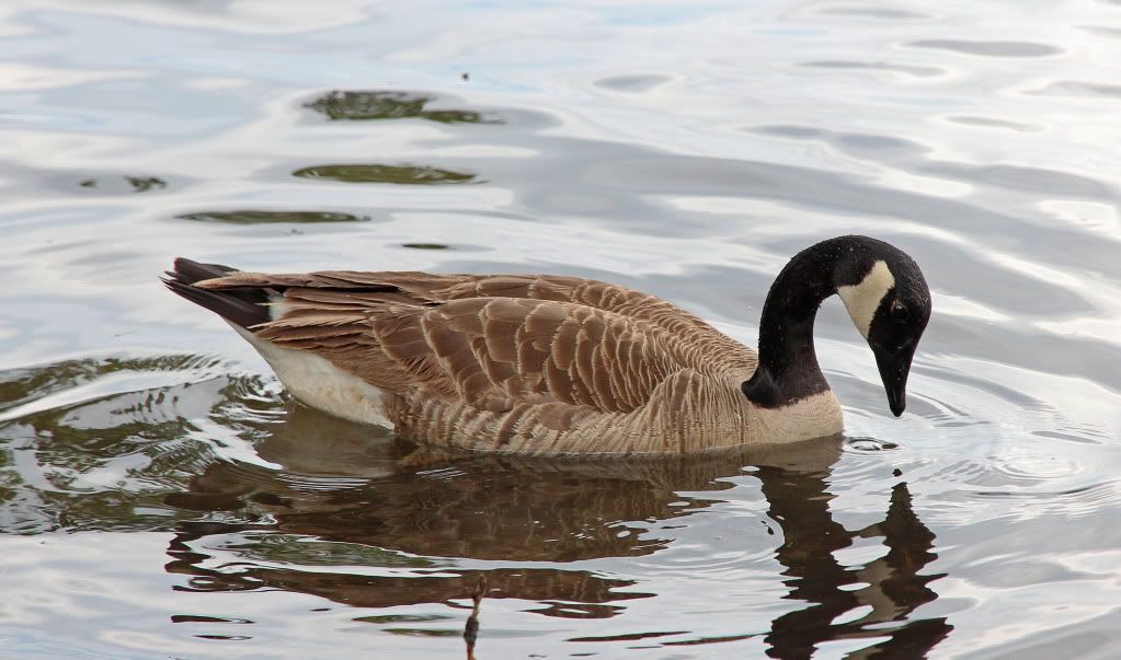 IMAGE: http://img.photobucket.com/albums/v711/wilerty/Photos/15-85ducks044a.jpg