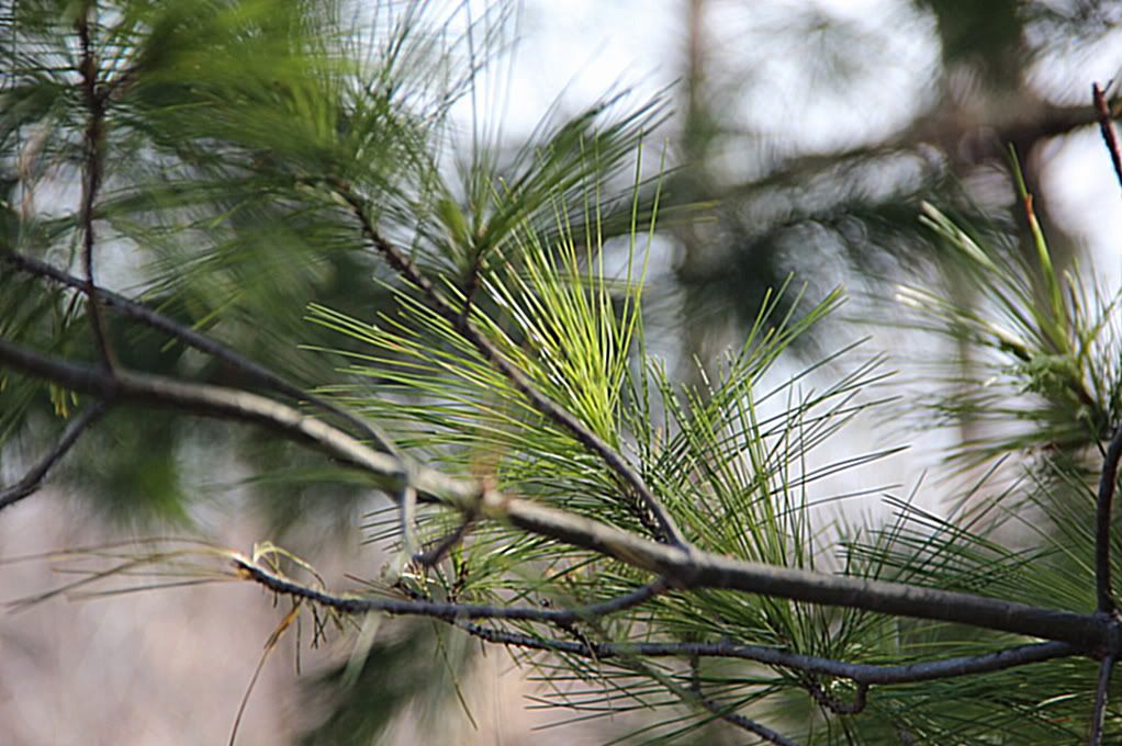 IMAGE: http://img.photobucket.com/albums/v711/wilerty/Photos/T3ifirst054.jpg