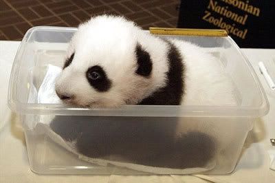 baby_panda.jpg